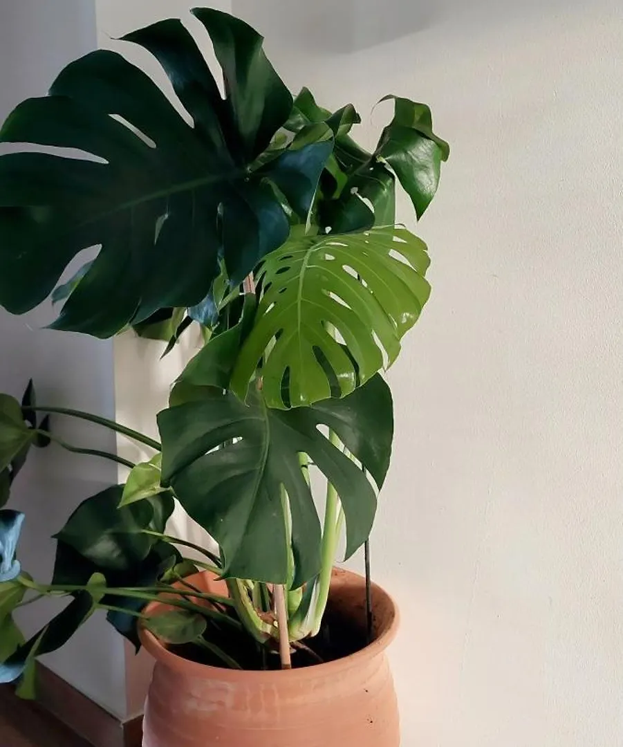 A Me Casa Apartment Palermo